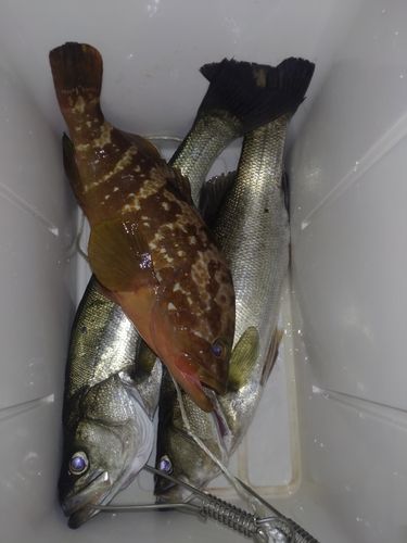 シーバスの釣果