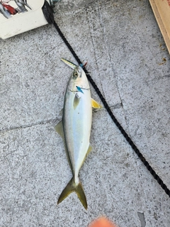ツバスの釣果