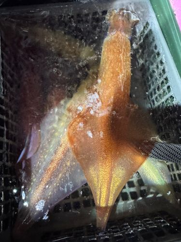 ケンサキイカの釣果