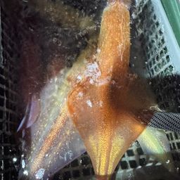 ケンサキイカ