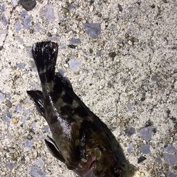 カサゴ