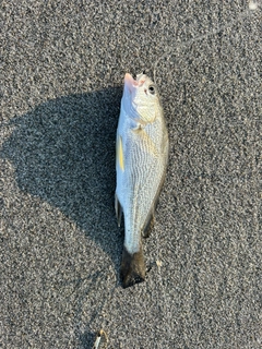 フグの釣果