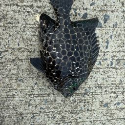 イシガキイシダイ