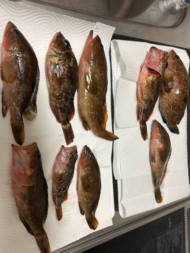 キジハタの釣果