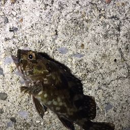 カサゴ