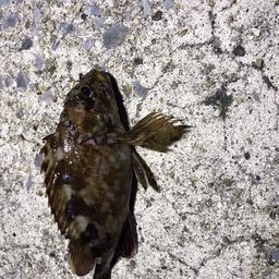 カサゴ