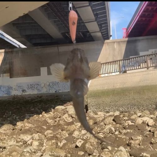 ウロハゼの釣果