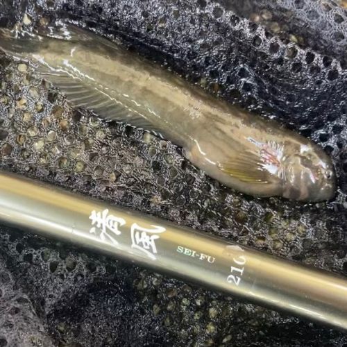 イソギンポの釣果