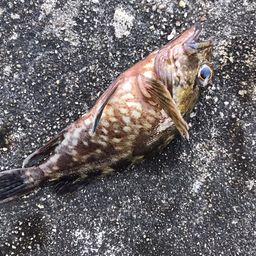 カサゴ