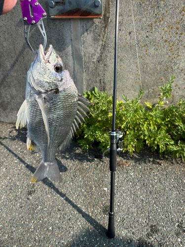 キビレの釣果