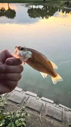 ラージマウスバスの釣果