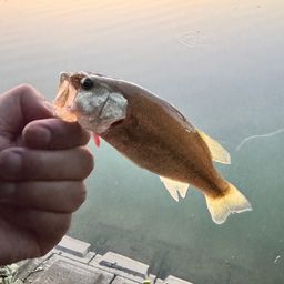 ラージマウスバス