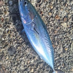 ヒラソウダ