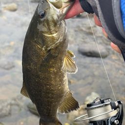 スモールマウスバス