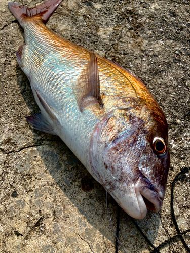 マダイの釣果