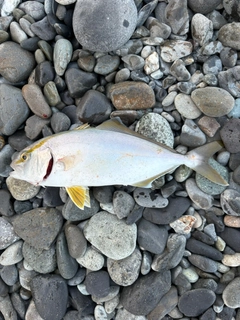 ショゴの釣果