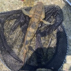 ウロハゼの釣果