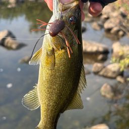 スモールマウスバス