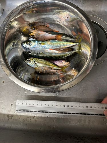 アジの釣果