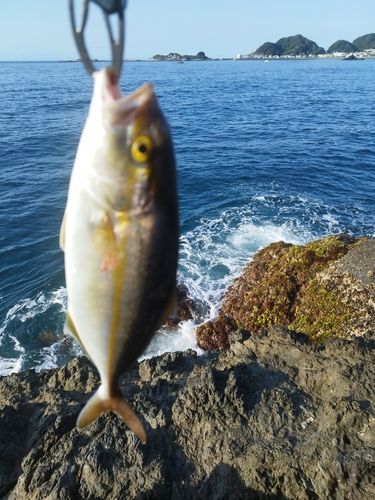 ショゴの釣果