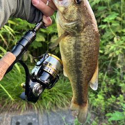 ラージマウスバス