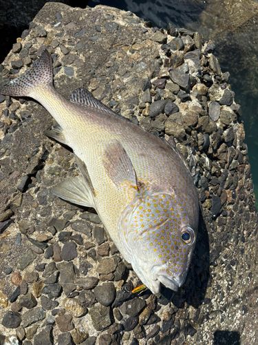 コロダイの釣果