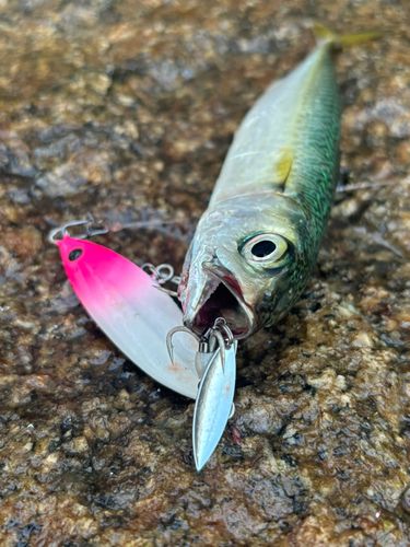 サバの釣果