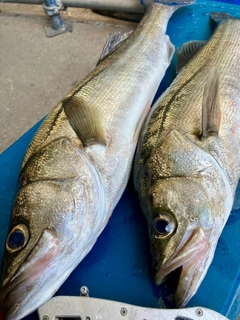 セイゴ(マルスズキ)の釣果