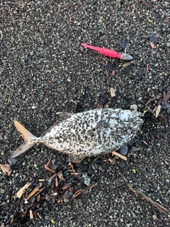 メッキの釣果