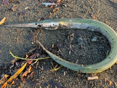 ダツの釣果