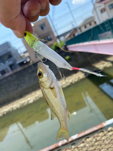 セイゴ（マルスズキ）の釣果
