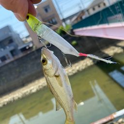 セイゴ（マルスズキ）