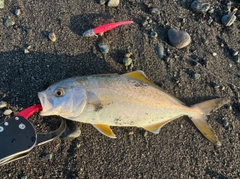ショゴの釣果