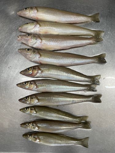 キスの釣果