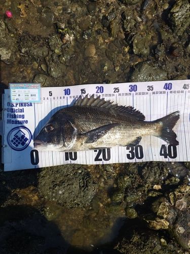 クロダイの釣果