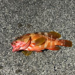 アカハタ