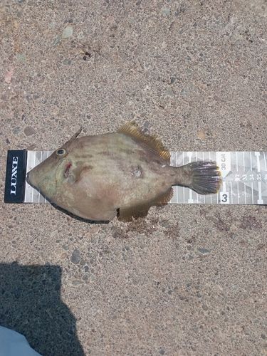 カワハギの釣果