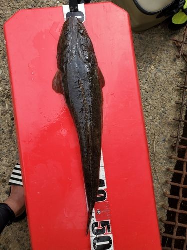 マゴチの釣果