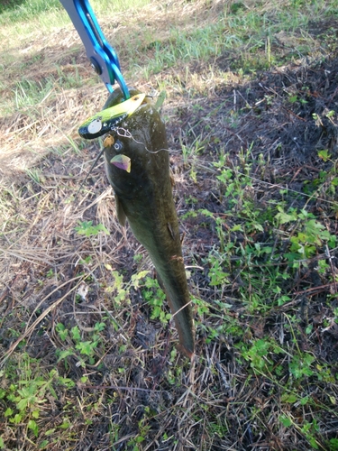 ナマズの釣果