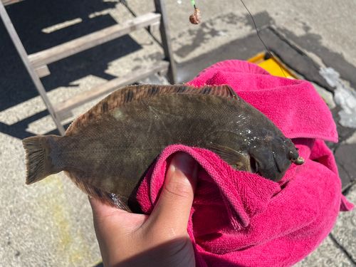 カレイの釣果