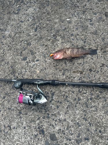 オオモンハタの釣果