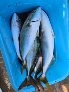 イナダの釣果