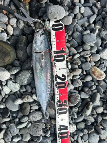 マルソウダの釣果