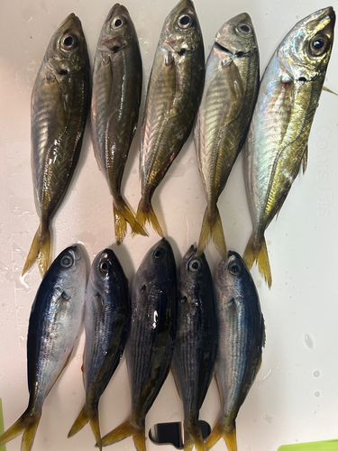 アジの釣果