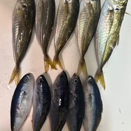 アジ