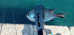 スズメダイの釣果