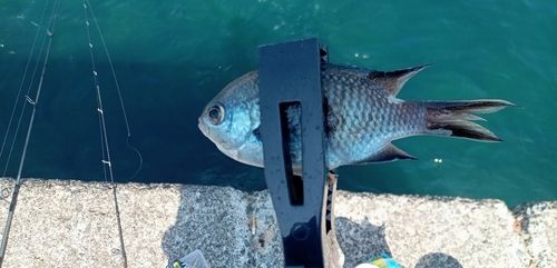 スズメダイの釣果