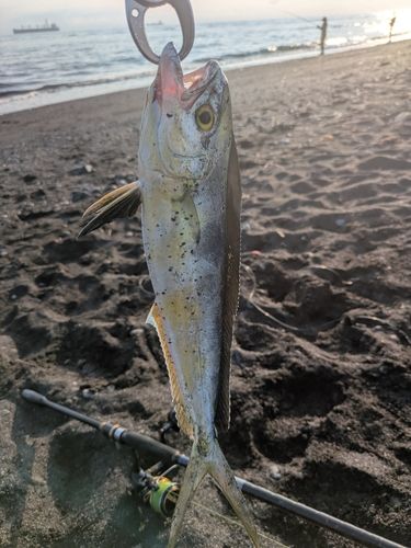シイラの釣果