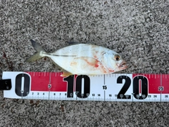 ロウニンアジの釣果
