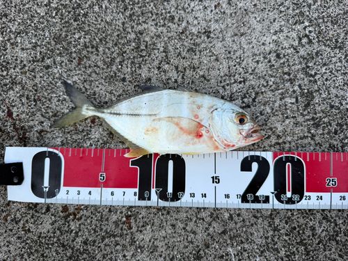 ロウニンアジの釣果